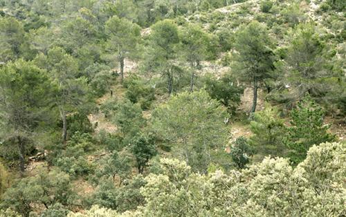 Parcela de La Hunde donde se ha realizado el tratamiento forestal